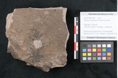 Foto (Objekt + Etikett) von Taxodium distichum miocenicum Heer (NHMW-GEO-2024-0188-7947)